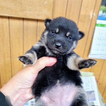 柴犬(豆柴)【神奈川県・女の子・2023年5月13日・黒】の写真「お母さん顔黒めの小熊ちゃん」