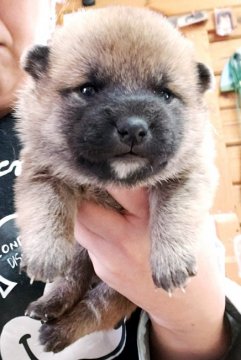 柴犬(標準サイズ)【神奈川県・男の子・2019年1月1日・赤】の写真「元旦生まれの男の子です🎶」