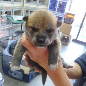 柴犬(標準サイズ)【神奈川県・男の子・2016年1月1日・赤】の写真「」