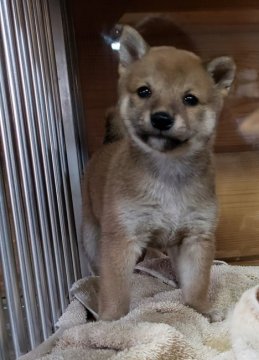 柴犬(豆柴)【神奈川県・女の子・2018年9月17日・赤】の写真「血統書も豆柴です💕」