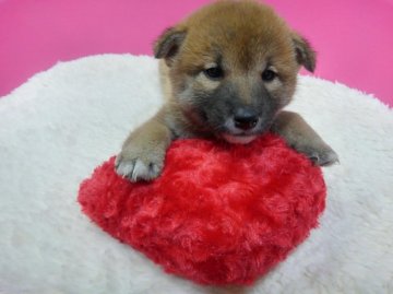 柴犬(標準サイズ)【神奈川県・男の子・2015年12月8日・赤】の写真「小ぶりなイケメン君♪」