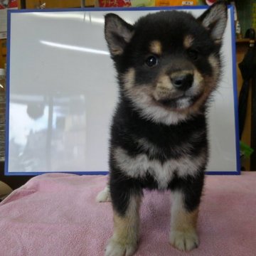 柴犬(標準サイズ)【神奈川県・女の子・2017年10月15日・黒】の写真「人気の黒柴ちゃん♪♪(３姉妹)」