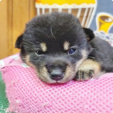 柴犬(豆柴)【神奈川県・女の子・2024年8月2日・黒】の写真「可愛い丸顔のカワウソっ子💕」