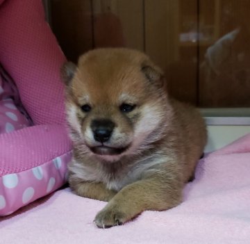 柴犬(豆柴)【神奈川県・女の子・2018年12月4日・赤】の写真「パパはKCJ豆柴認定犬CHです♪」