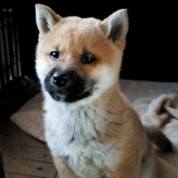 柴犬(標準サイズ)【神奈川県・女の子・2018年9月20日・赤】の写真「お顔まん丸♪🎶」