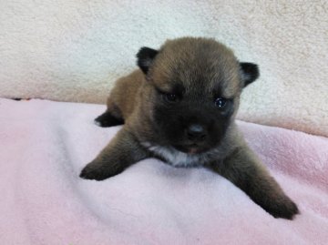 柴犬(標準サイズ)【神奈川県・女の子・2015年3月6日・赤】の写真「小ぶりな女の子です♪」