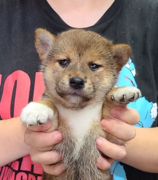 柴犬(標準サイズ)【神奈川県・女の子・2021年8月11日・赤】の写真「色の濃い目ぢから強めな美人ちゃんです🎶」