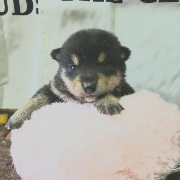 柴犬(標準サイズ)【神奈川県・男の子・2019年4月17日・黒】の写真「僕にあいにきてね💕💕」