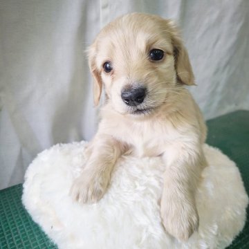 ミニチュアダックスフンド(ロング)【神奈川県・男の子・2021年12月1日・イエロー】の写真「お顔太めのイケメン君♪」