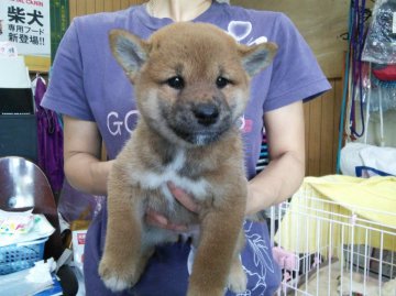 柴犬(標準サイズ)【神奈川県・女の子・2015年6月24日・赤】の写真「お鼻も真っ黒な女の子です♪」