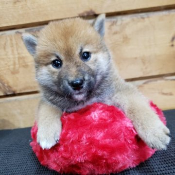 柴犬(標準サイズ)【神奈川県・男の子・2019年8月3日・赤】の写真「７頭兄妹の男の子です🎶」