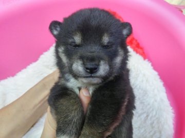 柴犬(豆柴)【神奈川県・女の子・2015年12月20日・黒】の写真「人気の黒豆ちゃん♪♪」