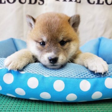 柴犬(標準サイズ)【神奈川県・女の子・2019年11月29日・赤】の写真「タヌキ顔の女の子です🎶」