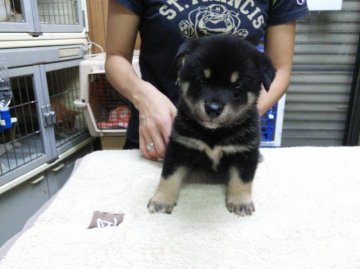 柴犬(標準サイズ)【神奈川県・男の子・2015年7月20日・黒】の写真「父日保本部賞・全国展若１席のイケメン君♪」