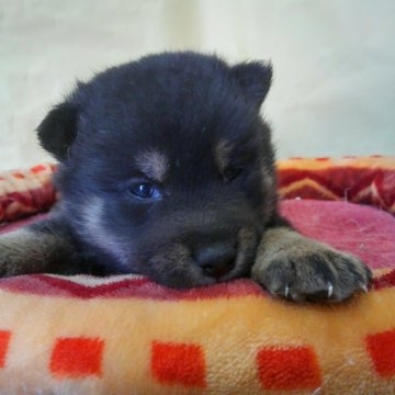 柴犬(豆柴)【神奈川県・男の子・2017年2月11日・黒】の写真「パパは極小小豆柴です♪♪」