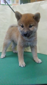 柴犬(標準サイズ)【神奈川県・女の子・2017年4月14日・赤】の写真「実物と写真が全く違って見えます🎶」