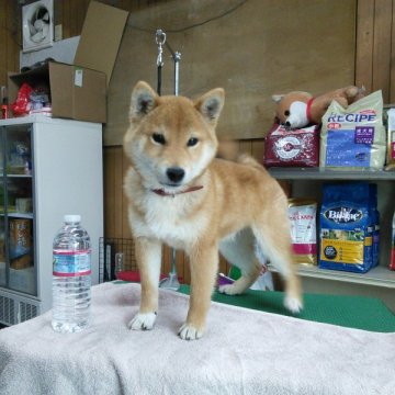 柴犬(豆柴)【神奈川県・男の子・2014年10月31日・赤】の写真「４ヶ月でも極小です!!」