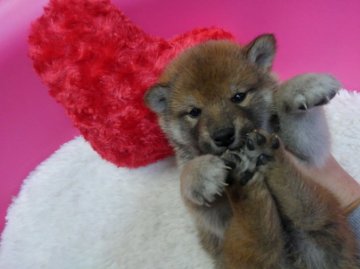 柴犬(標準サイズ)【神奈川県・男の子・2015年12月8日・赤】の写真「小ぶりなイケメン君♪」