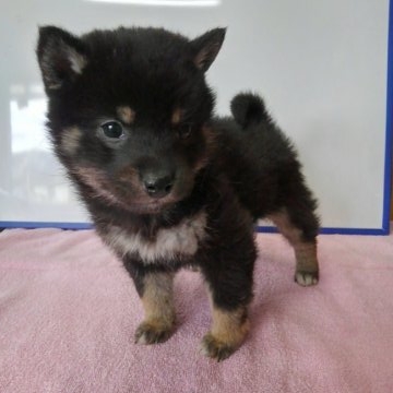 柴犬(標準サイズ)【神奈川県・女の子・2017年10月15日・黒】の写真「人気の黒柴ちゃん♪♪(３姉妹)」