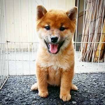 柴犬(標準サイズ)【神奈川県・女の子・2018年1月20日・赤】の写真「甘えん坊な女の子です🎶」