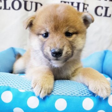 柴犬(標準サイズ)【神奈川県・女の子・2019年11月21日・赤】の写真「３頭兄妹の女の子です🎶」