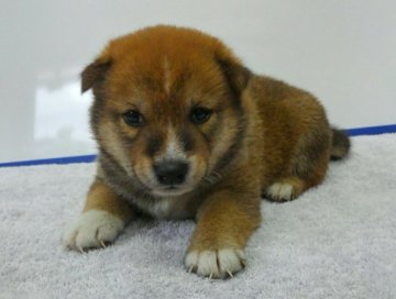 柴犬(豆柴)【神奈川県・男の子・2017年8月29日・赤】の写真「両親豆柴認定犬の柴ちゃんです」