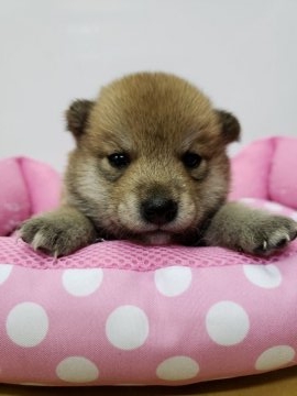 柴犬(豆柴)【神奈川県・男の子・2018年9月17日・赤】の写真「血統書も豆柴です💕」