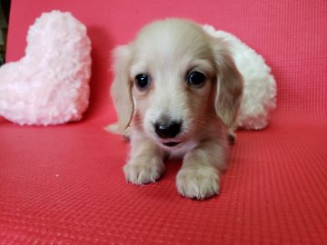 ミニチュアダックスフンド(ロング)【神奈川県・女の子・2018年4月24日・クリーム】の写真「お鼻も黒く小ぶりちゃん♪」