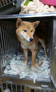 柴犬(標準サイズ)【神奈川県・男の子・2016年8月8日・赤】の写真「祖父犬は内閣総理大臣賞犬・父犬も１席❤」