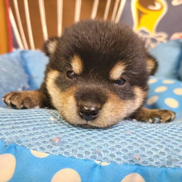 柴犬(豆柴)【神奈川県・男の子・2024年7月1日・白】の写真「可愛い丸顔の白豆たぬき君💕」