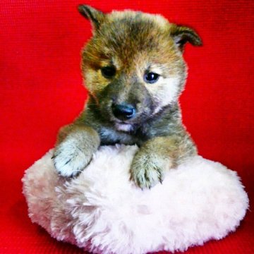 柴犬(標準サイズ)【神奈川県・女の子・2018年3月13日・赤】の写真「小ぶりな泥棒柴ちゃんです♪」