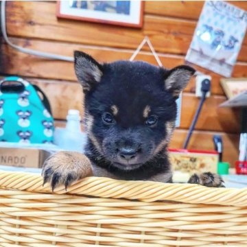 柴犬(豆柴)【神奈川県・女の子・2023年5月13日・黒】の写真「眉薄めの真っ黒小熊ちゃん♪♪」