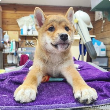 柴犬(標準サイズ)【神奈川県・男の子・2024年5月10日・赤】の写真「タヌキ顔のイケメン君です！！」