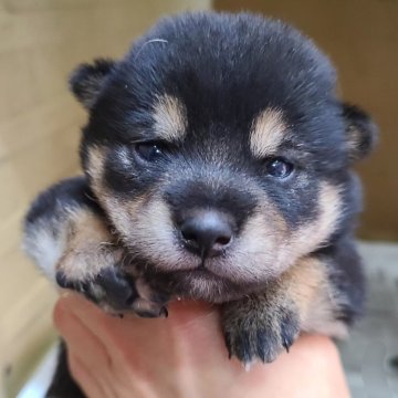 柴犬(豆柴)【神奈川県・女の子・2024年4月10日・黒】の写真「黒柴模様の綺麗な女の子です💕」