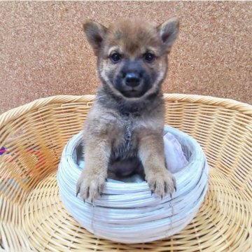 柴犬(豆柴)【神奈川県・男の子・2023年5月11日・赤】の写真「お顔泥棒ちゃん豆たぬき君です💕」