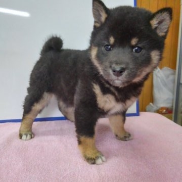 柴犬(標準サイズ)【神奈川県・女の子・2017年10月15日・黒】の写真「人気の黒柴ちゃん♪♪(３姉妹)」