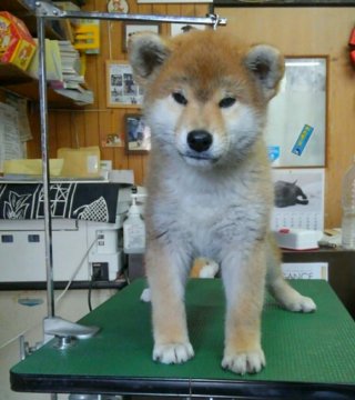 柴犬(標準サイズ)【神奈川県・男の子・2018年2月24日・赤】の写真「秋田犬みたいにモフモフ君です♪」