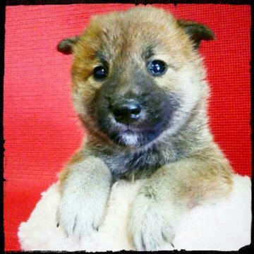 柴犬(標準サイズ)【神奈川県・男の子・2018年3月13日・赤】の写真「泥棒ちゃんです♪」