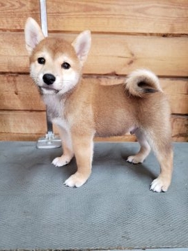 柴犬(標準サイズ)【神奈川県・男の子・2018年7月22日・赤】の写真「ママ(豆柴)に似たタヌキ顔の小振りなイケメン君💖」