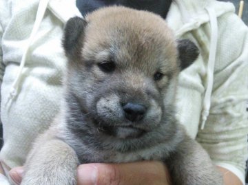 柴犬(標準サイズ)【神奈川県・男の子・2015年9月13日・赤】の写真「」