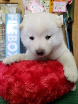 柴犬(標準サイズ)【神奈川県・男の子・2018年6月14日・白】の写真「ママに似たタヌキ顔の白くま君〜💖」