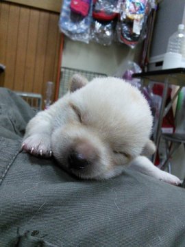 柴犬(標準サイズ)【神奈川県・女の子・2015年3月14日・白】の写真「人気色の白!!鼻黒女の子です♪」