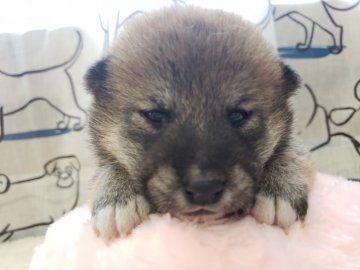 柴犬(標準サイズ)【神奈川県・男の子・2018年10月10日・赤】の写真「まだまだタヌキ君🎶小ぶりサイズです」