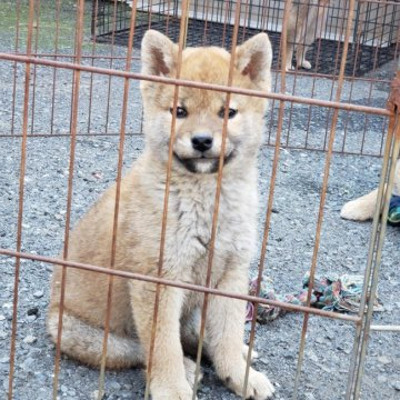 柴犬(標準サイズ)【神奈川県・男の子・2019年11月9日・赤】の写真「４頭兄弟の男の子です🎶」