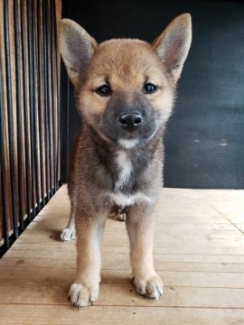 柴犬(標準サイズ)【神奈川県・女の子・2018年7月6日・赤】の写真「小ぶりな泥棒柴ちゃんです♪」