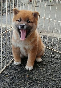 柴犬(標準サイズ)【神奈川県・女の子・2017年1月1日・赤】の写真「抱っこ大好き女の子です🎶」