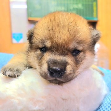 柴犬(豆柴)【神奈川県・男の子・2024年5月27日・赤】の写真「可愛い丸顔のイケ豆君💕」