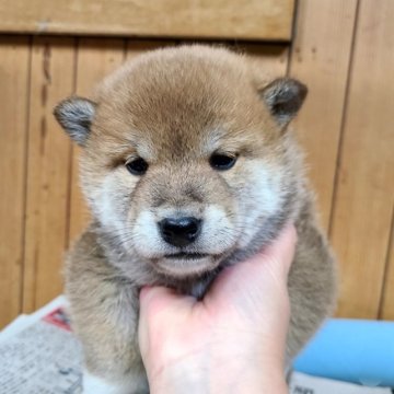 柴犬(標準サイズ)【神奈川県・男の子・2022年12月13日・赤】の写真「タヌキ顔のイケメン君です🎶」