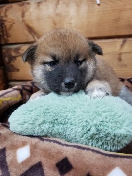 柴犬(標準サイズ)【神奈川県・女の子・2018年12月17日・赤】の写真「お顔まん丸泥棒ちゃん♪🎶」