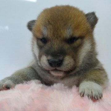 柴犬(標準サイズ)【神奈川県・男の子・2017年11月4日・赤】の写真「実物もっと可愛いですので、是非ご見学下さい🎶」